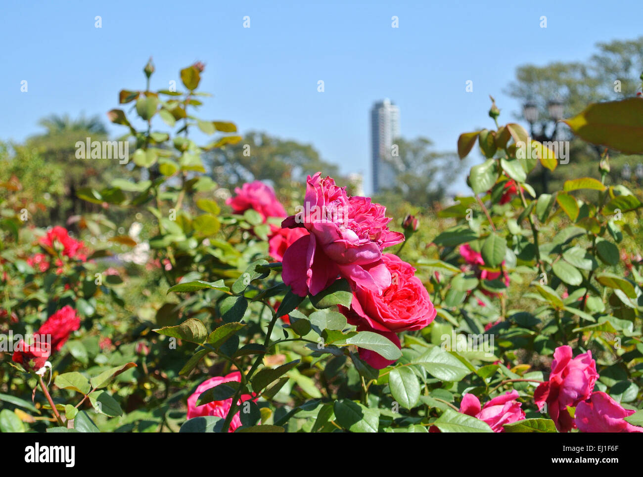 Le Rose in 'Rosendal parco". Buenos Aires, Argentina. Foto Stock