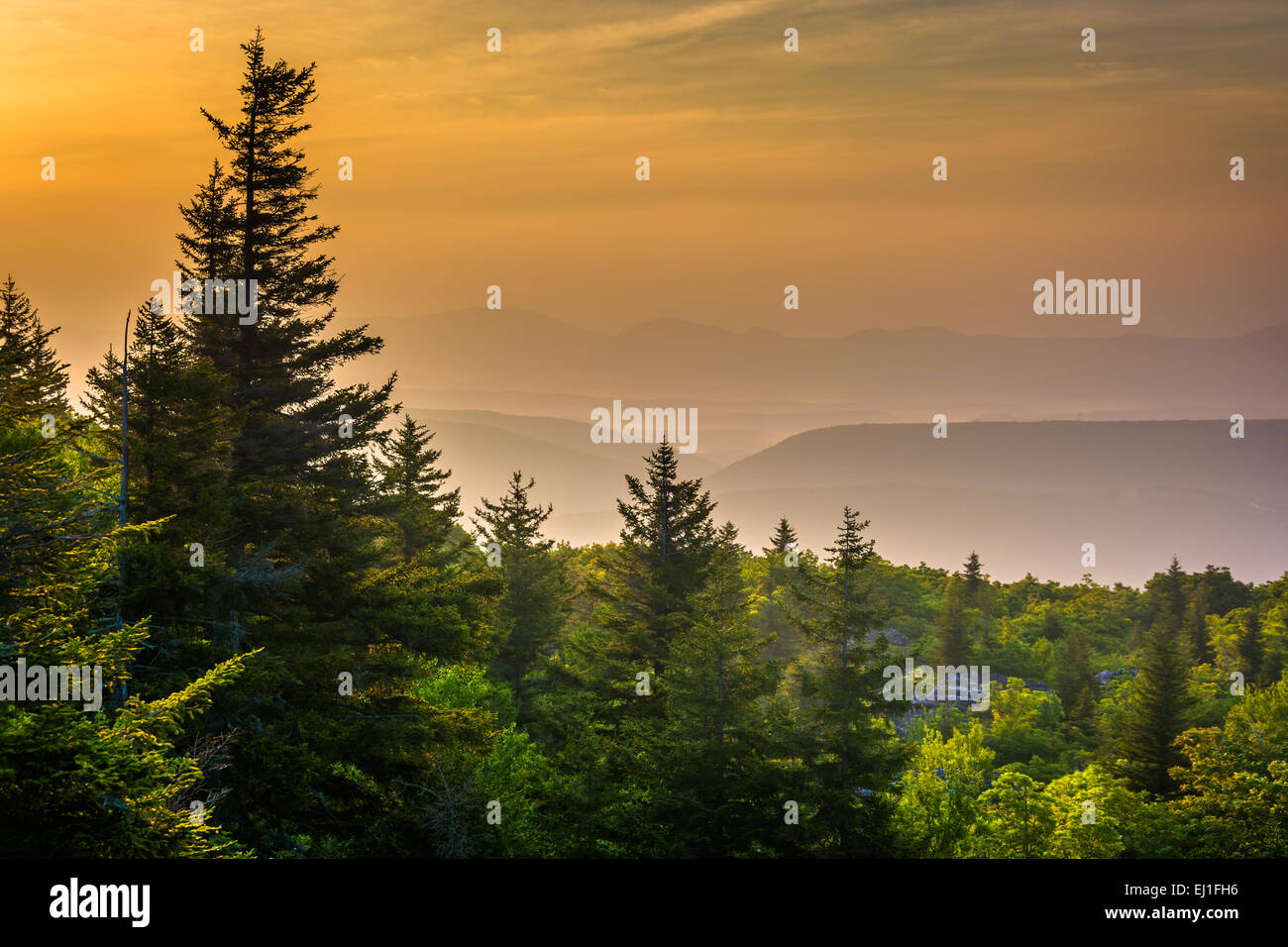 Alberi di pino e montagne distanti di sunrise, visto da sopportare le rocce preservare, Monongahela National Forest, West Virginia. Foto Stock