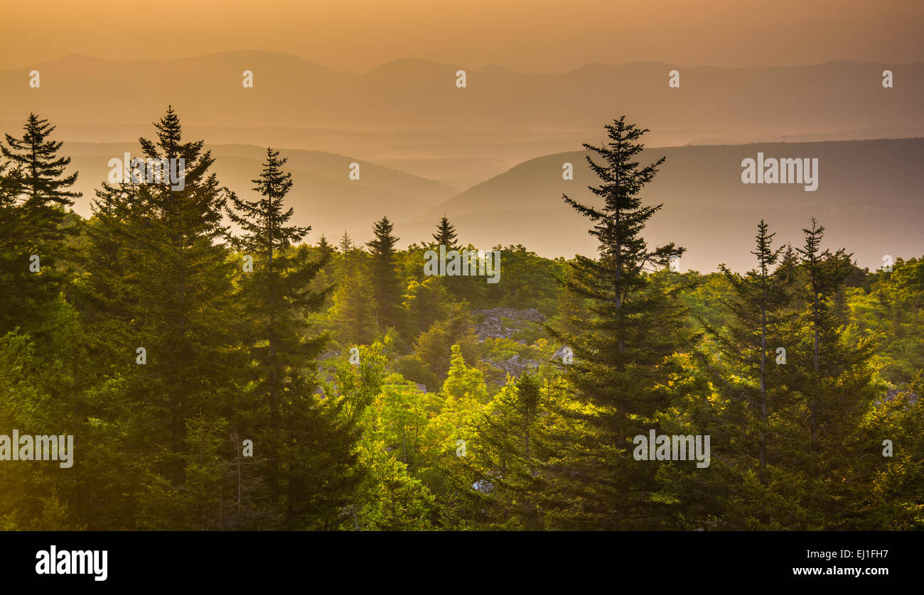 Alberi di pino e montagne distanti di sunrise, visto da sopportare le rocce preservare, Monongahela National Forest, West Virginia. Foto Stock