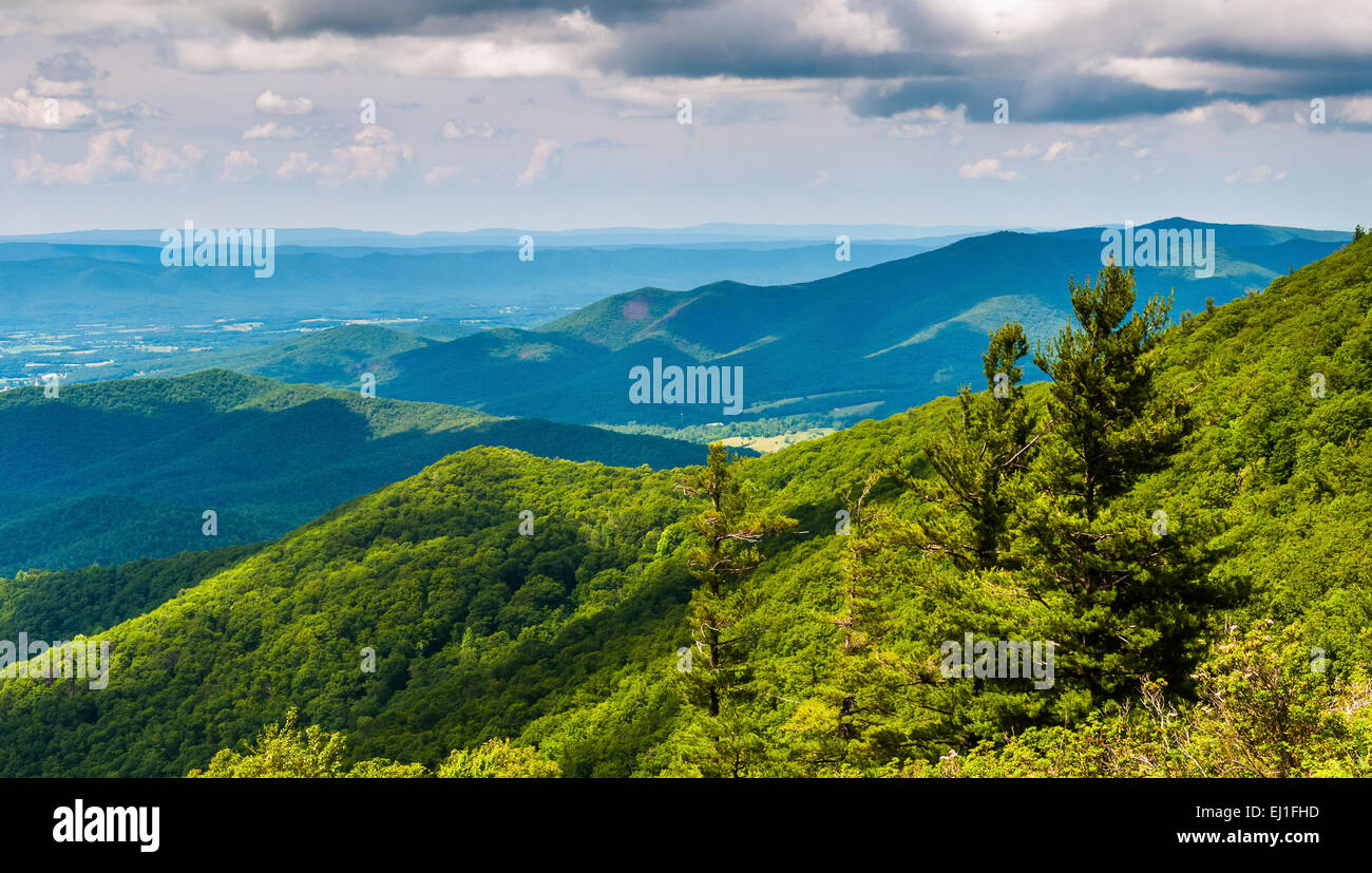 Alberi di pino e si affacciano delle Blue Ridge Mountains nel Parco Nazionale di Shenandoah, Virginia. Foto Stock