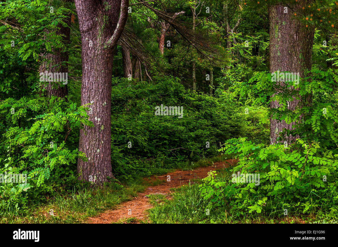 Piccolo sentiero in una fitta foresta, Parco Nazionale di Shenandoah, Virginia. Foto Stock