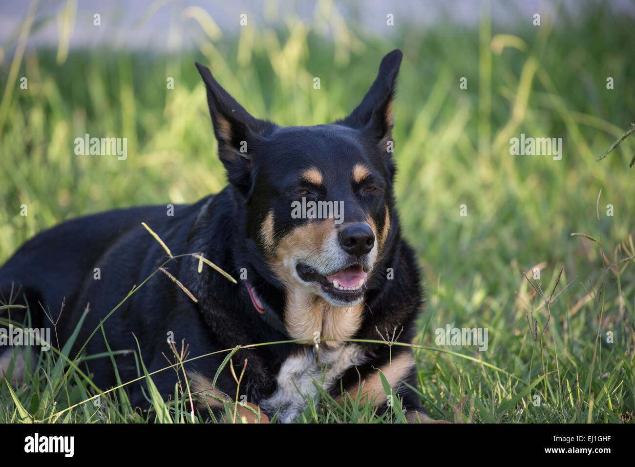 Australian kelpie Foto Stock