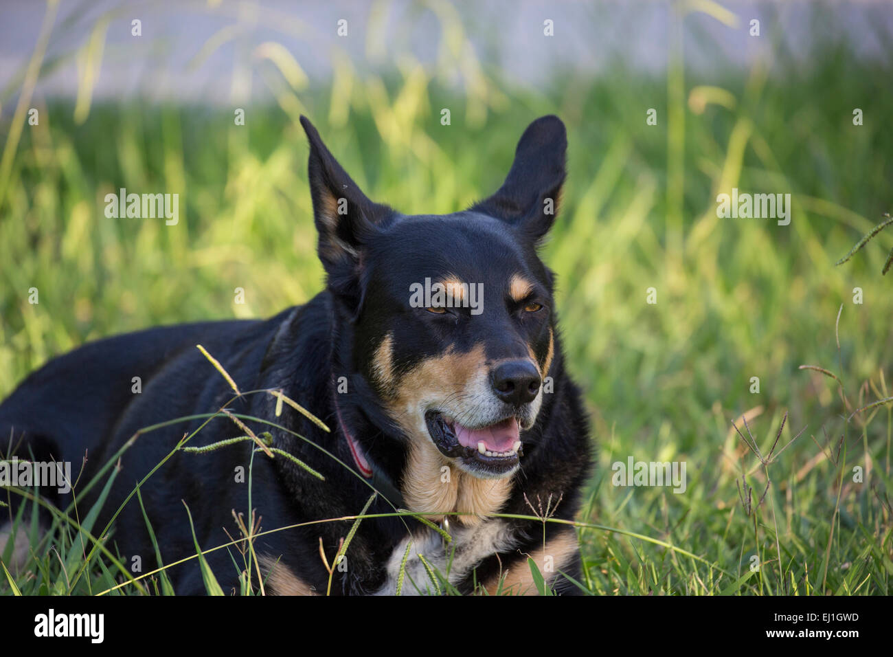 Australian kelpie Foto Stock