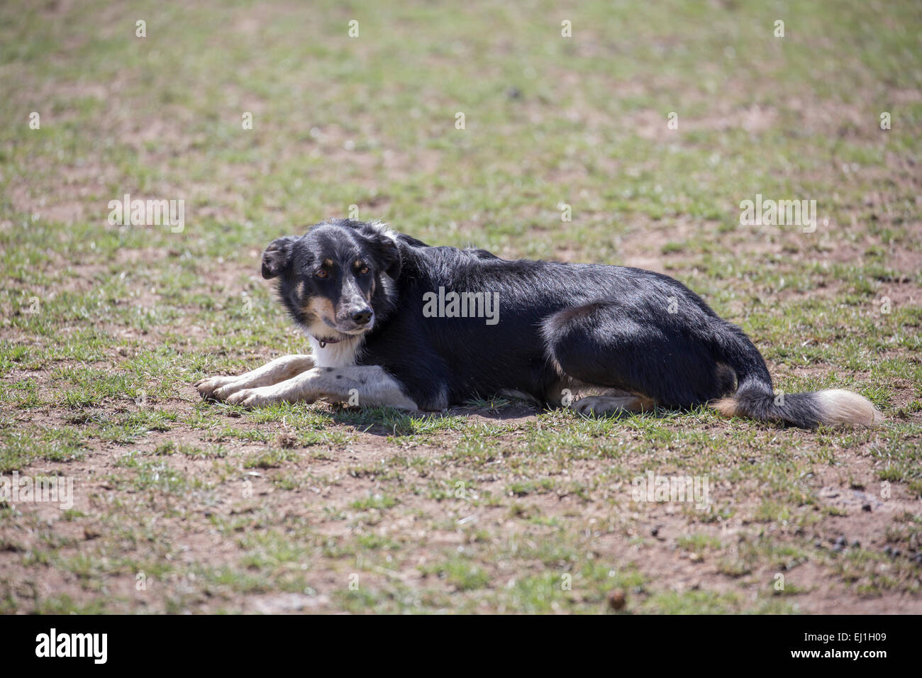 Australian Kelpie, sheepdog Foto Stock