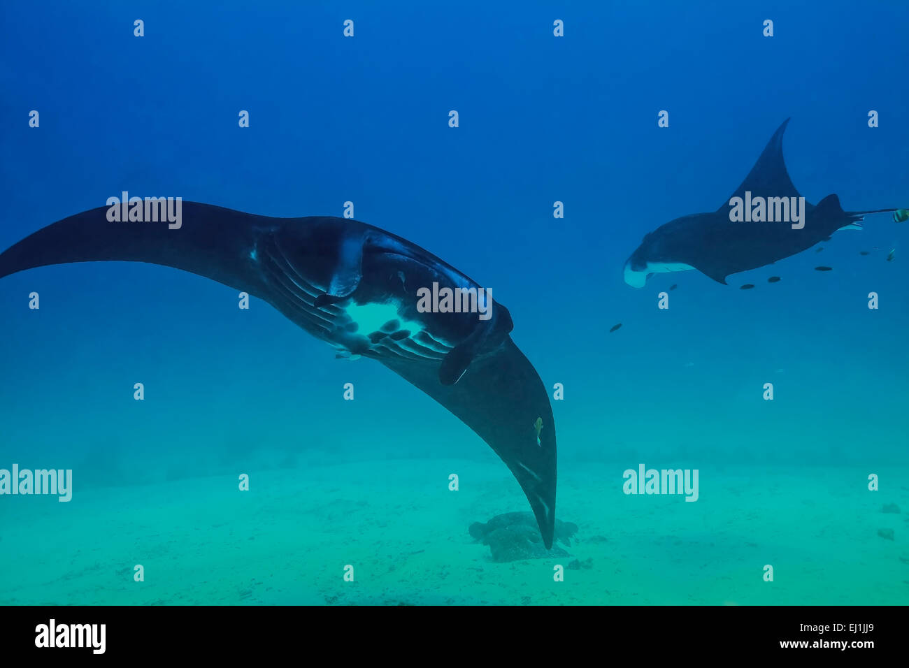 Nero Mante (Manta birostris) controllando i subacquei a Sandy Manta la stazione di pulizia in Raja Ampat, Indonesia. Foto Stock