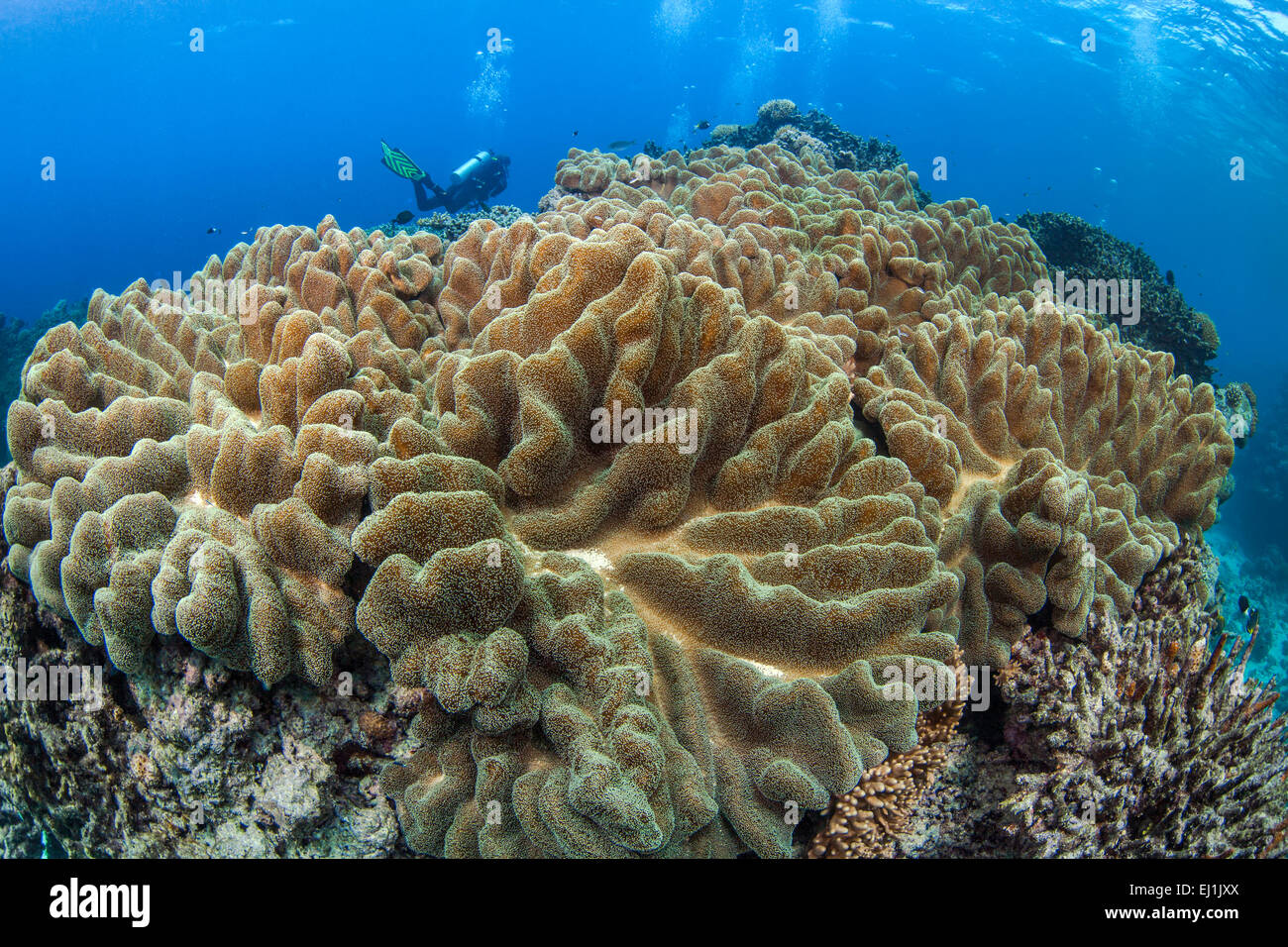 In pelle grande colonia di corallo con scuba diver in background. Isole Spratly, sul Mare della Cina del Sud. Foto Stock