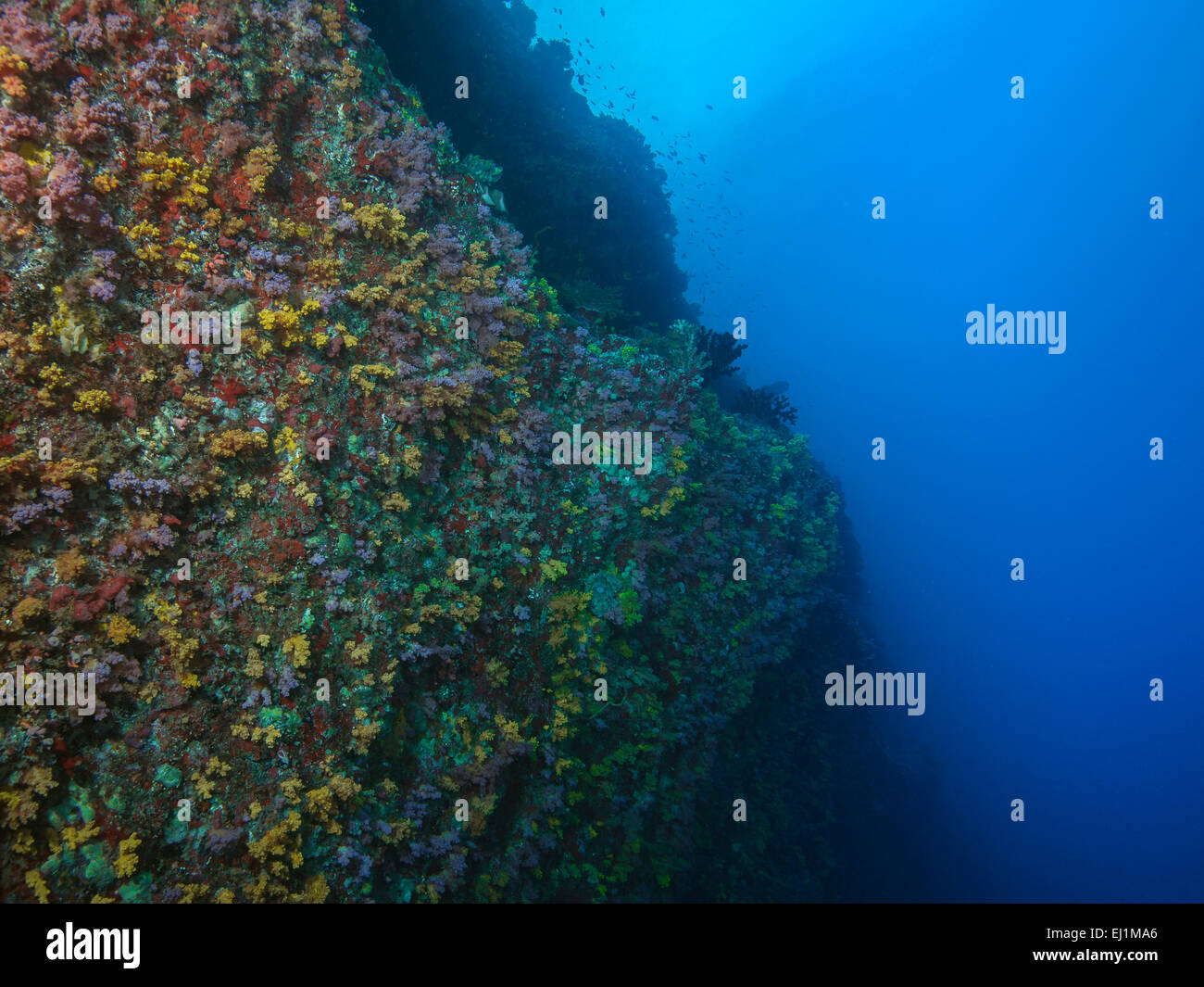 Muro sottomarino di Meemu atoll nelle Maldive, corallo di ritorno dopo 1998 El Nino riscaldamento della temperatura dell'oceano. Foto Stock