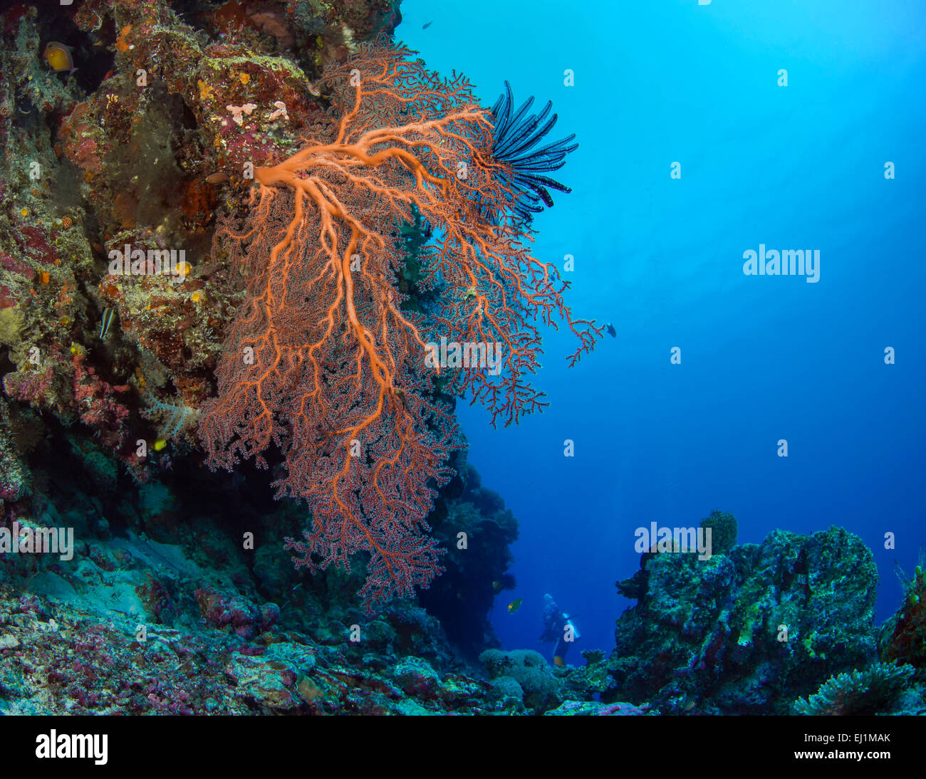 Gorgonia arancione mare fan su legde con scuba diver in blu sullo sfondo dell'acqua. Spratly Island, sul Mare della Cina del Sud. Foto Stock