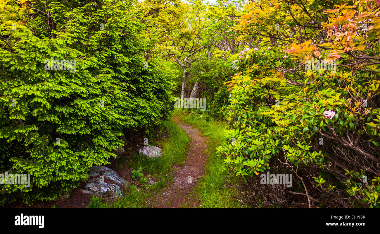 Sentiero attraverso una foresta nel parco nazionale di Shenandoah, Virginia. Foto Stock