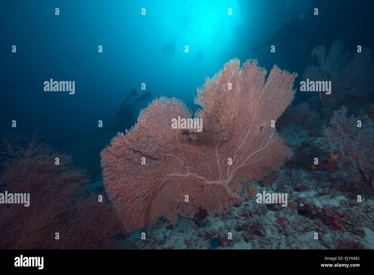 Subacquei portati dall' oceano attuale deriva passato grandi rosa mare fan. Oceano Indiano, Maldive. Foto Stock