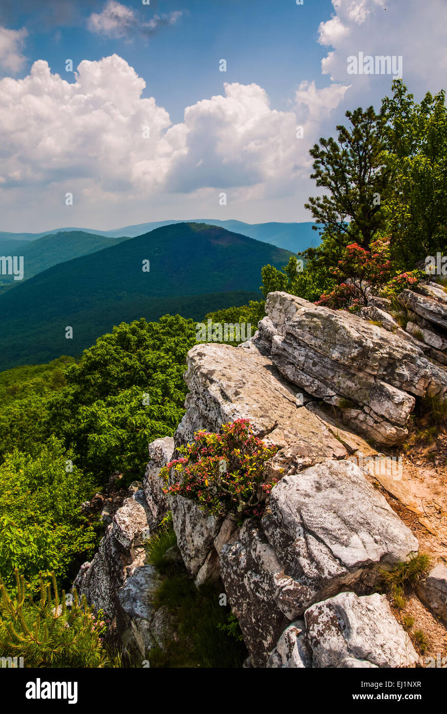 Vista dei monti Appalachi dal vertice della manopola Tibbet, sul Virginia-West Virginia confine in George Washington ribalta nazionale Foto Stock