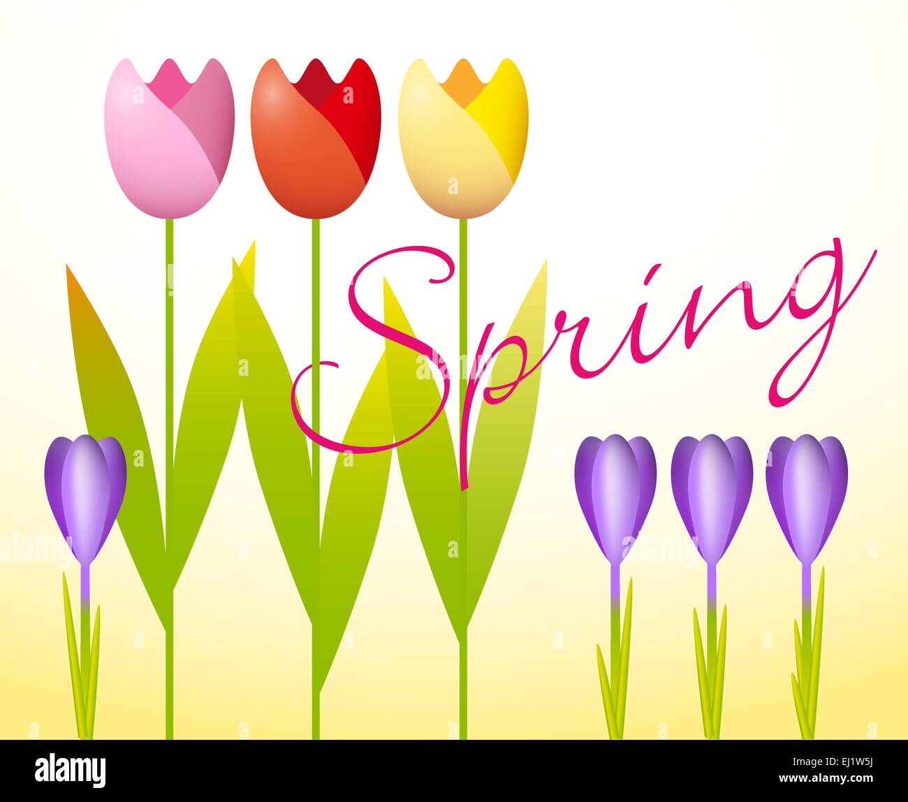 Tulipani e crochi su un sfondo di primavera Illustrazione Vettoriale