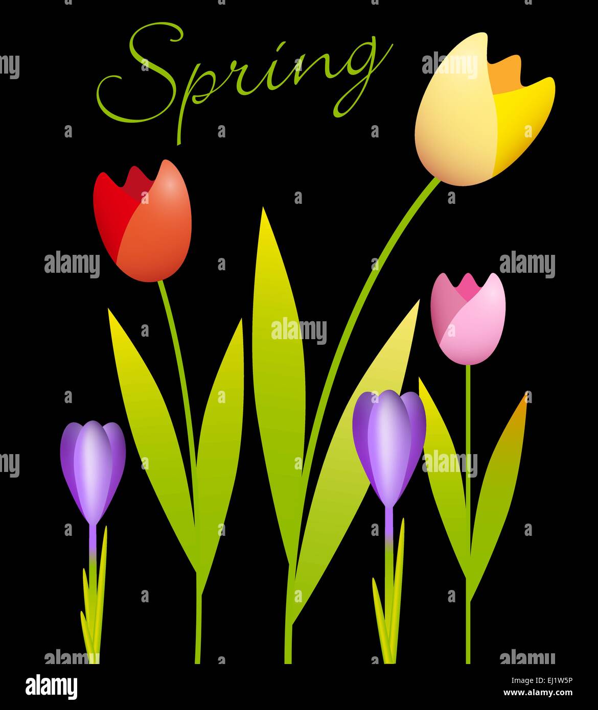 Tulipani e crochi su sfondo nero Illustrazione Vettoriale