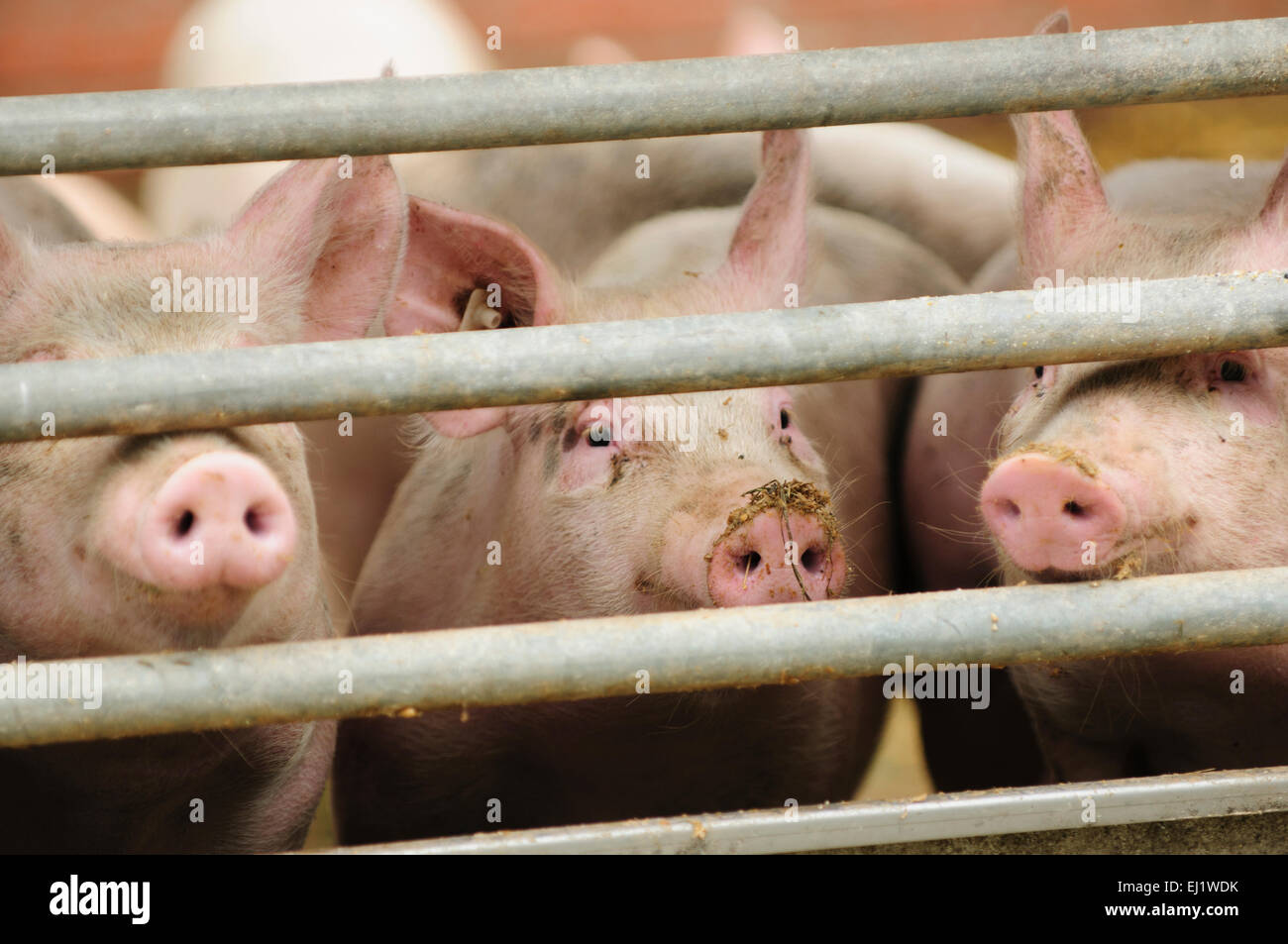 Suini dietro cancelli su di una azienda agricola biologica, Demetra, Fredeburg, Schleswig-Holstein, Germania Foto Stock