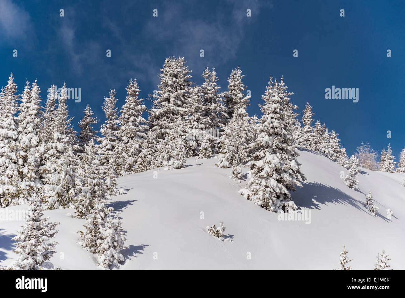 Inverno foresta, Venet, Zams, Tirolo, Austria Foto Stock