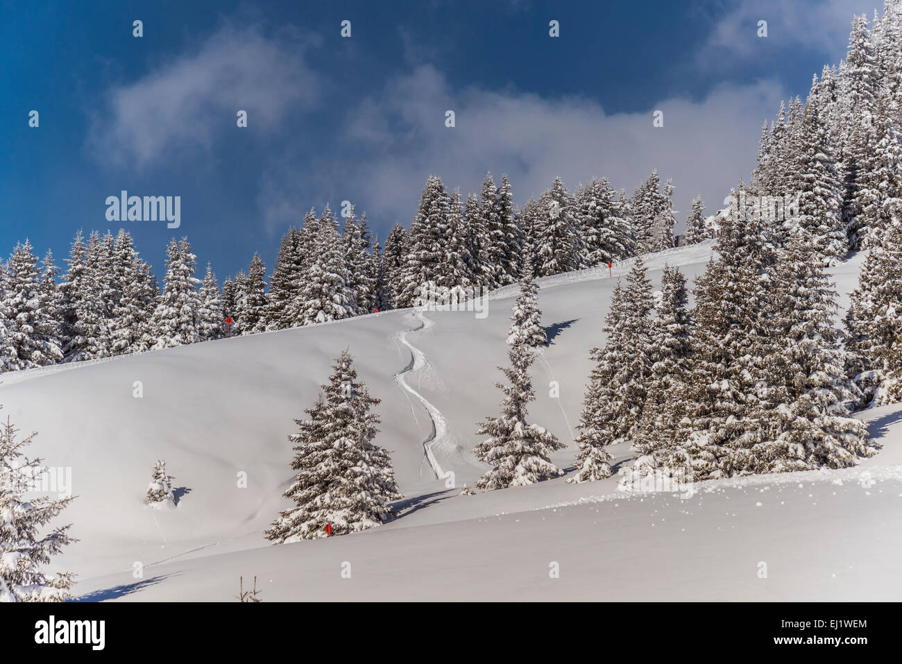 Inverno foresta, Venet, Zams, Tirolo, Austria Foto Stock