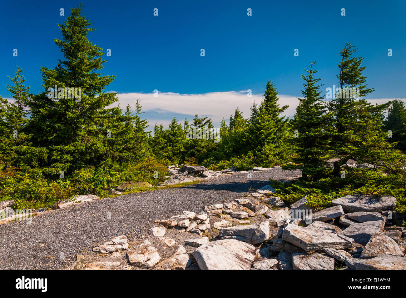 Percorso attraverso abeti sul vertice della manopola di abete, Monongahela National Forest, West Virginia. Foto Stock