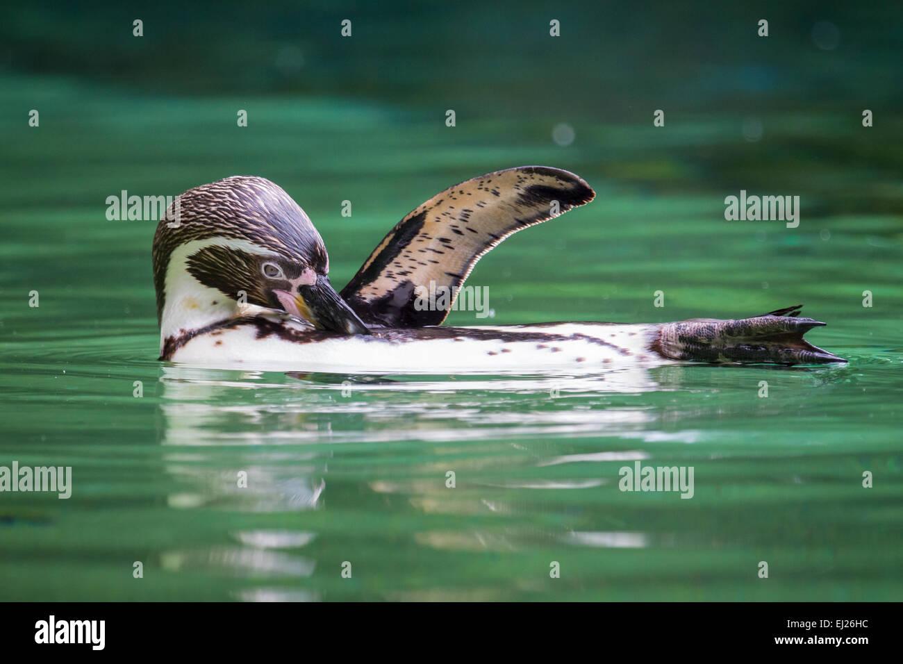 Un pinguino di Humboldt pulizia e mette un'ala in aria Foto Stock