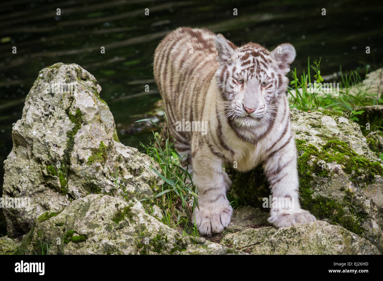 La tigre bianca (Chinchilla albinistic) è una variante di pigmentazione della tigre del Bengala (Panthera tigris tigris). Foto Stock