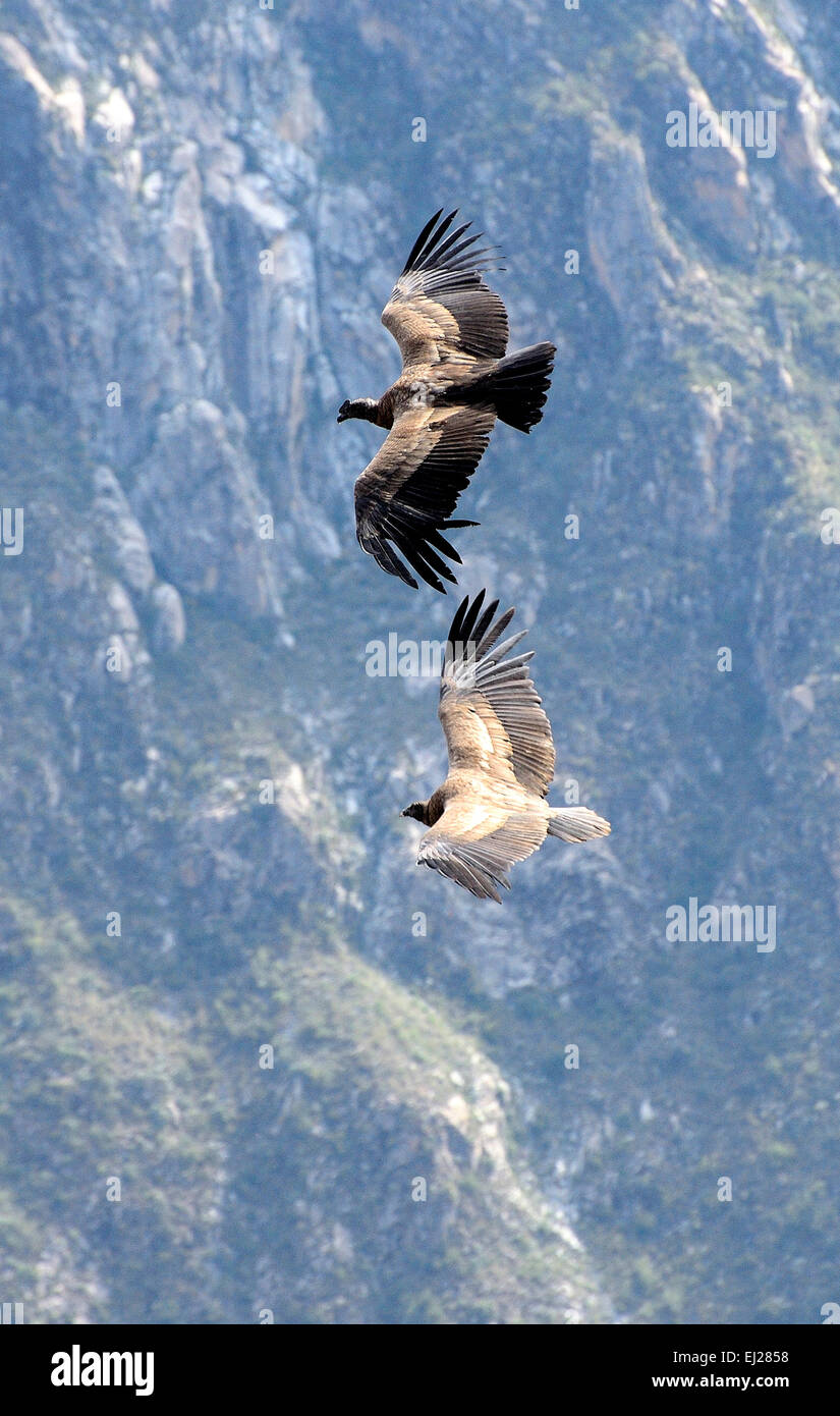 Il Perù, Provincia di Arequipa, il Canyon del Colca, il Condor's Cross (Cruz del Condor), il luogo per la visione di Condor Foto Stock