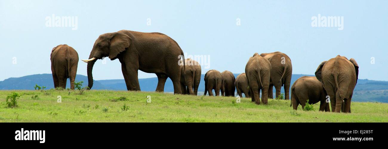 Sud Africa, Eastern Cape, Addo Elephant National Park, dell' elefante africano (Loxodonta africana) Foto Stock