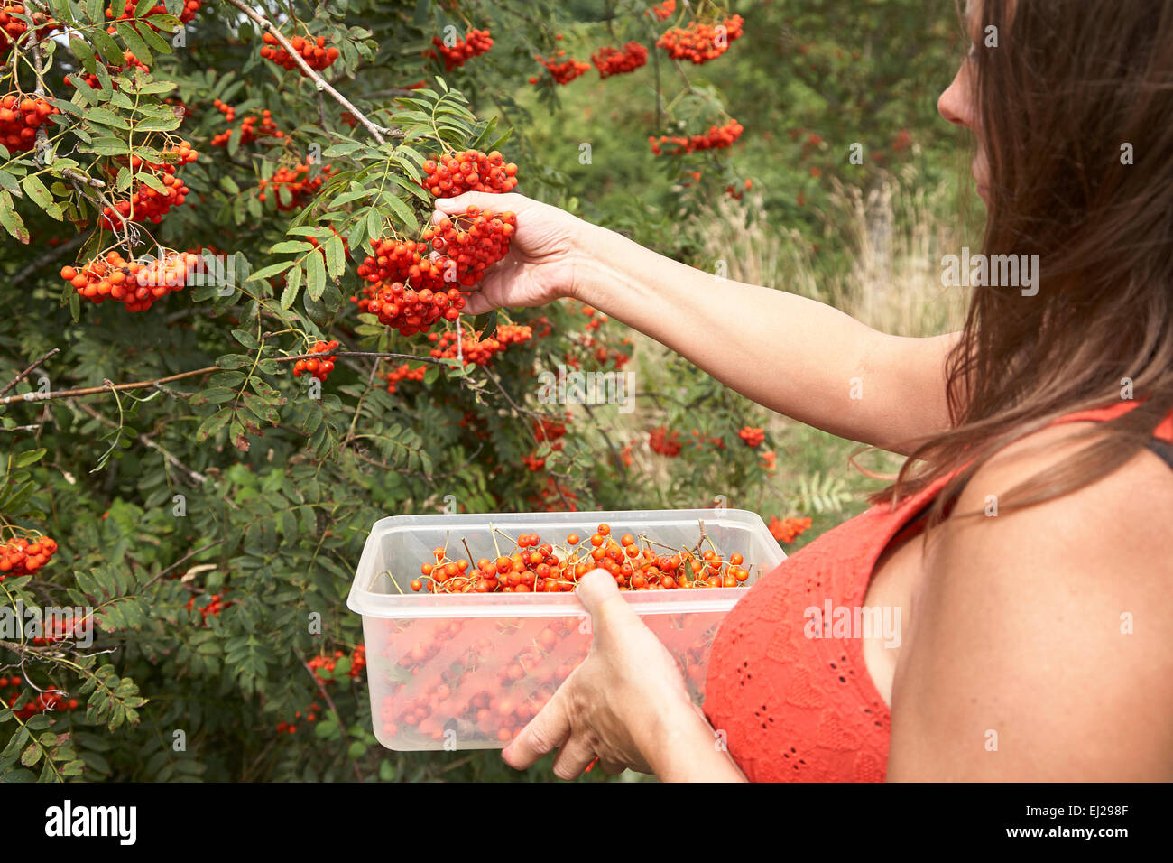 Una donna picking Rowan bacche con l intenzione di rendere fatta in casa Rowan berry vino e rowan jelly. Foto Stock