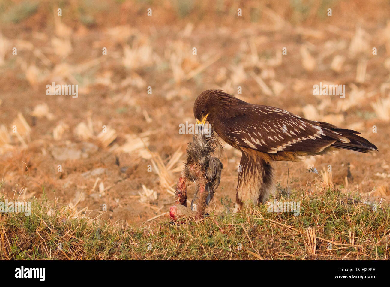 Maggiore Spotted Eagle alimentazione (Aquila clanga) Foto Stock