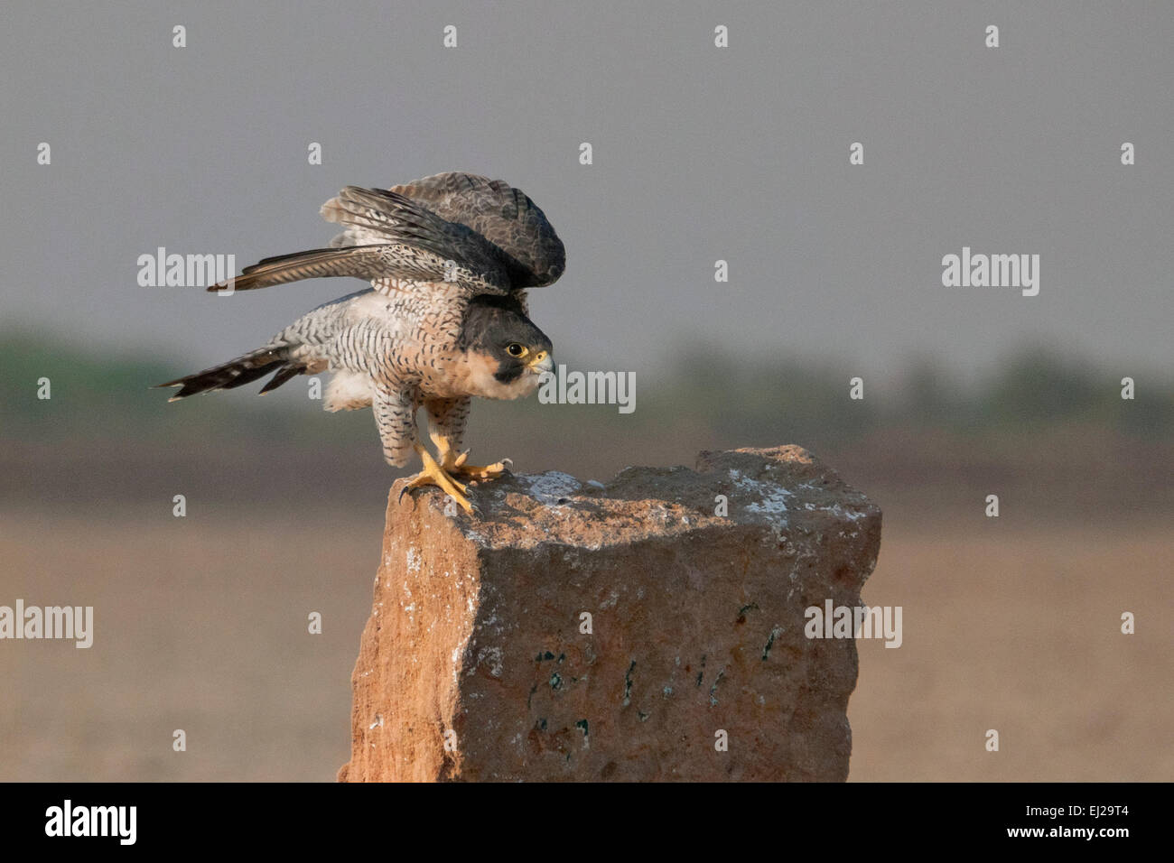Falco pellegrino (Falco peregrinus) Foto Stock