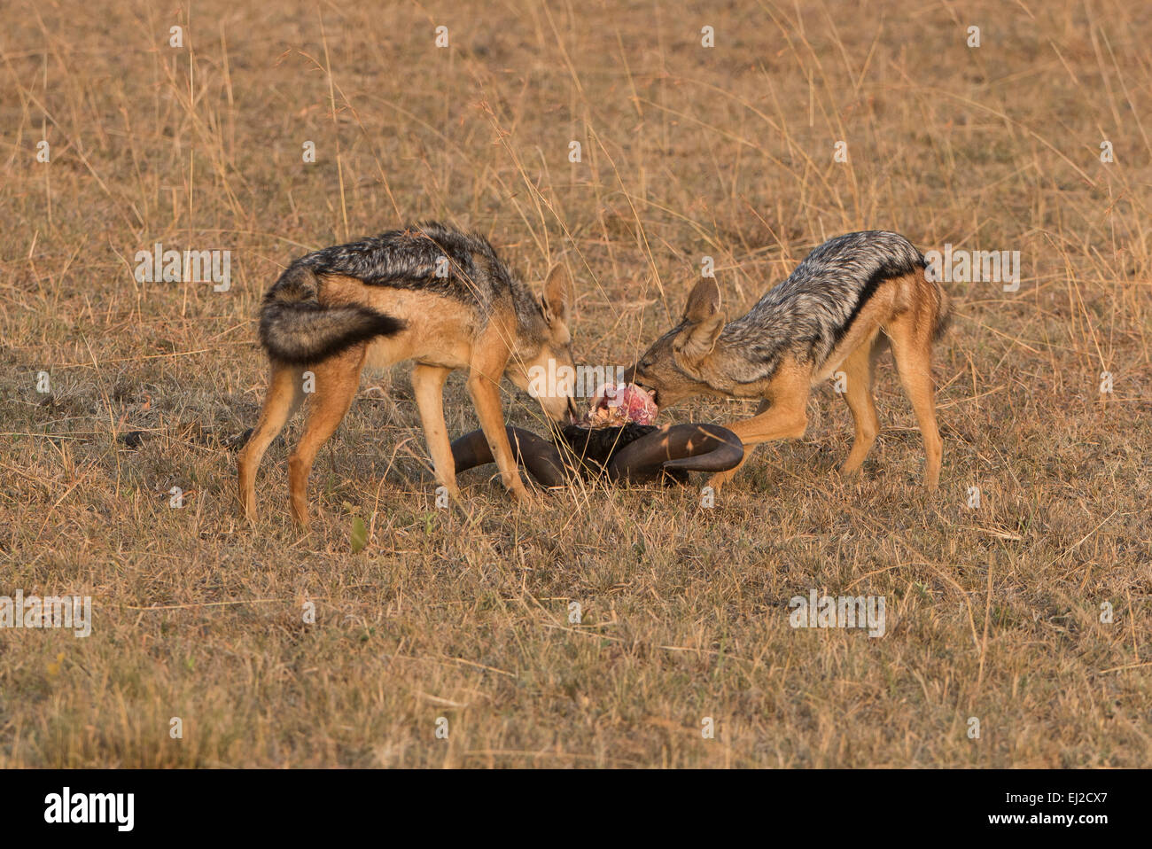 Schakal,Canis mesomelas,Nero-backed jackal, Foto Stock