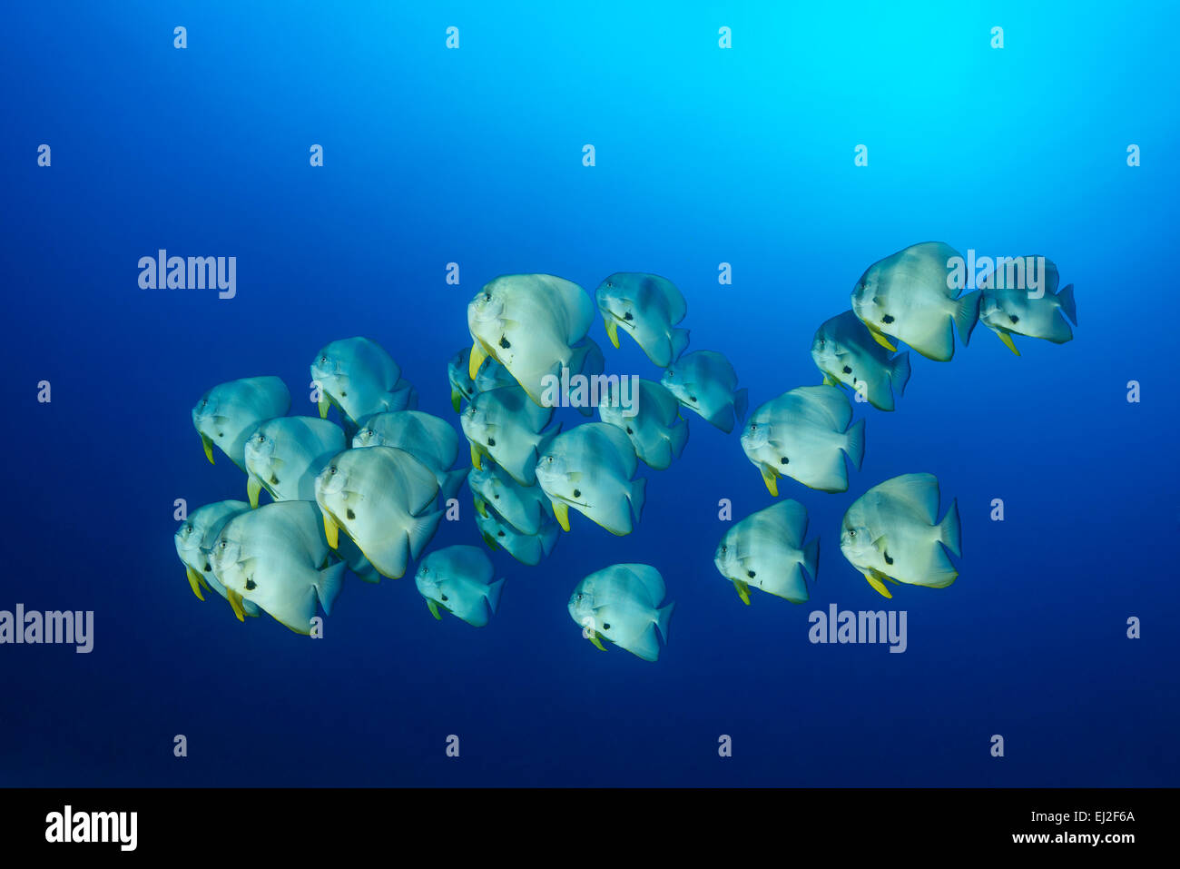 Platax teira, Schoole di Longfin Bathfish, Baa Atoll, Maldive, Oceano Indiano Foto Stock
