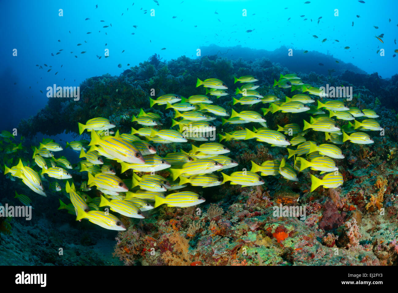 Lutjanus kasmira, comune Bluestripe snapper, Muthafushi Thila, Baa Atoll, Maldive, Oceano Indiano Foto Stock