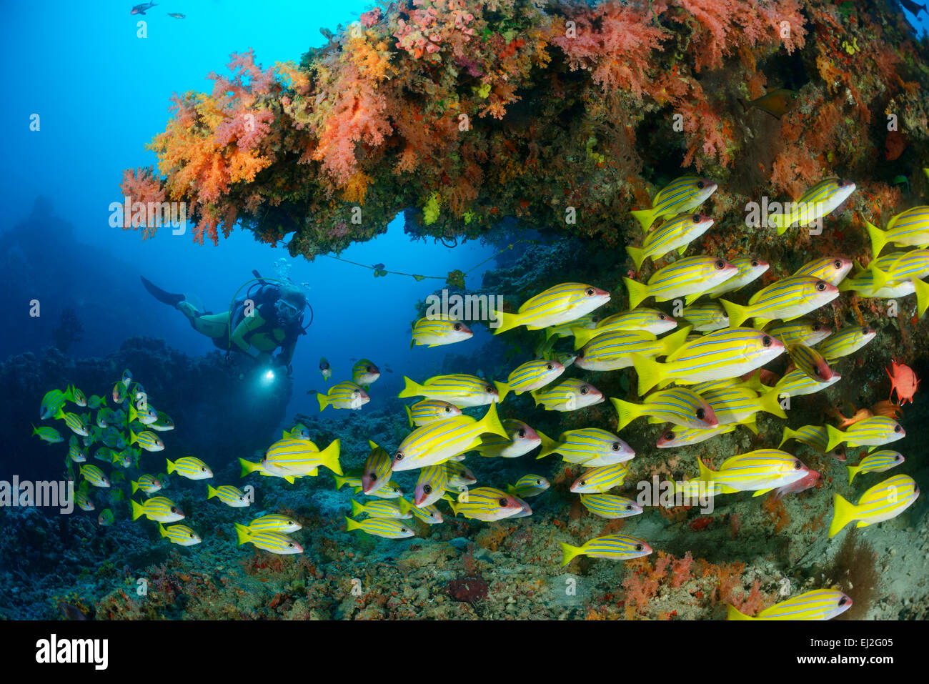 Lutjanus kasmira, comune Bluestripe snapper e scuba diver, Muthafushi Thila, Baa Atoll, Maldive, Oceano Indiano Foto Stock