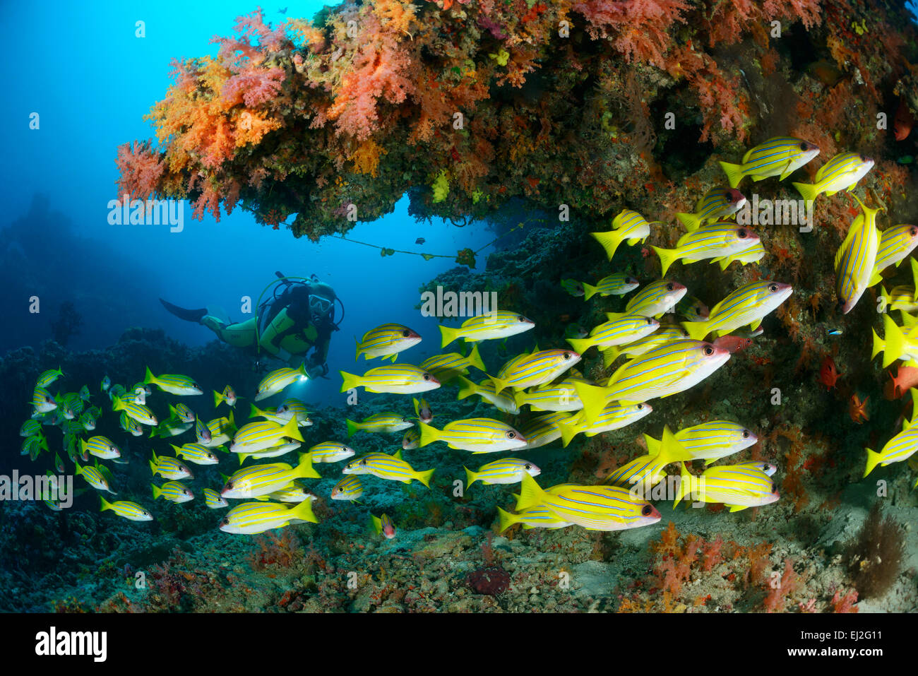 Lutjanus kasmira, comune Bluestripe snapper e scuba diver, Muthafushi Thila, Baa Atoll, Maldive, Oceano Indiano Foto Stock