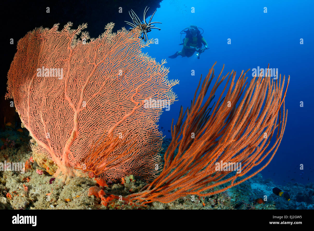 Subergorgia sp. Ellisella sp., Giant seafan e Mare di corallo a frusta e scuba diver, Dhonfan Thill, Baa Atoll, Maldive Oceano Indiano Foto Stock