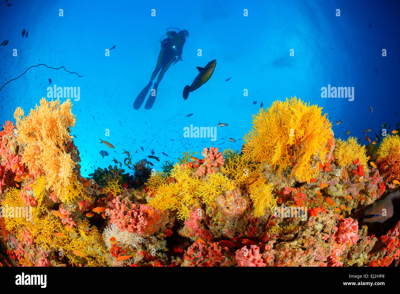 Acabaria sp., Coral reef con ventola giallo corallo e scuba diver, Muthafushi Thila, Baa Atoll, Maldive, Oceano Indiano Foto Stock