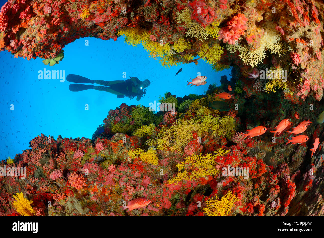 Softcoral coralreef subacqueo, Coralreef con soft coral e scuba diver, Muthafushi Thila, Baa Atoll, Maldive, Oceano Indiano Foto Stock