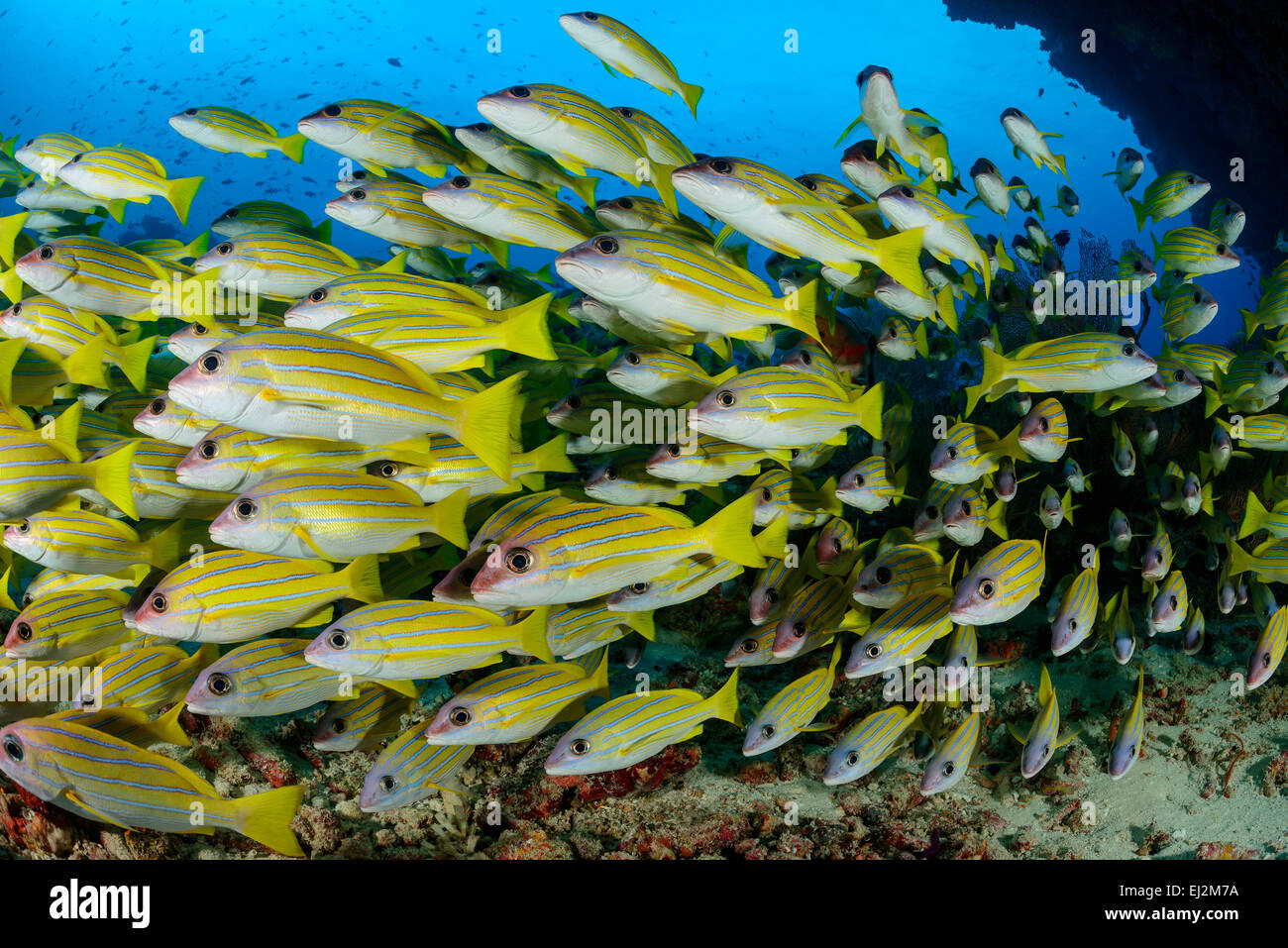 Lutjanus kasmira, comune Bluestripe snapper, South Ari Atoll, Kudarah Thila, Maldive, Oceano Indiano Foto Stock
