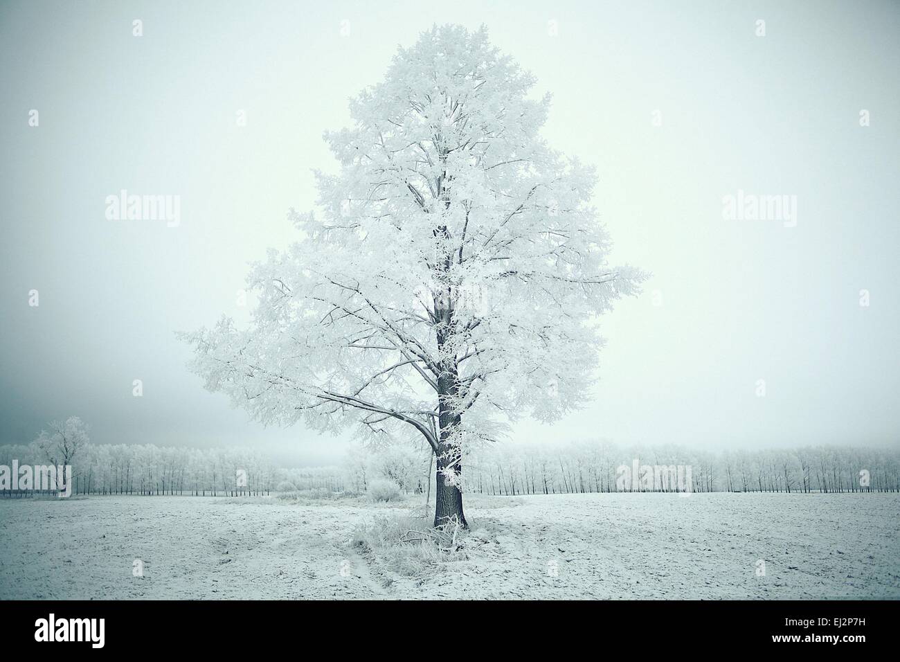 Paesaggio invernale la natura senza persone Foto Stock