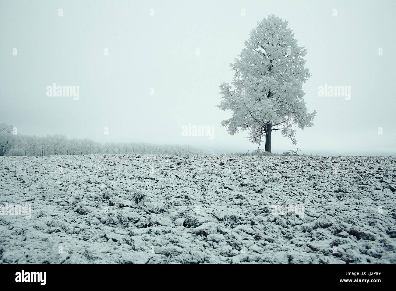 Paesaggio invernale la natura senza persone Foto Stock
