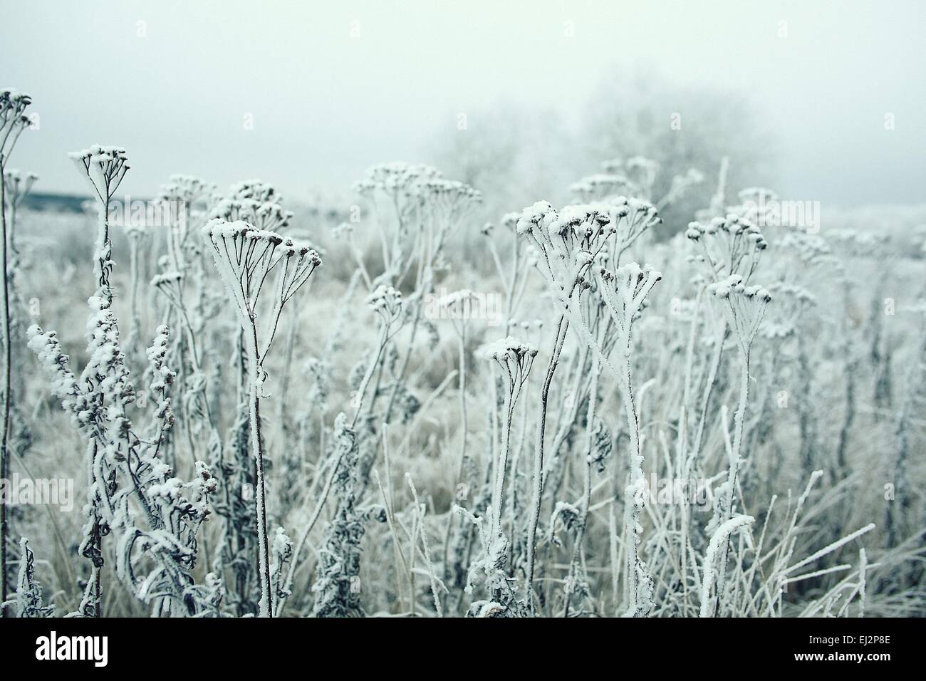 Congelati in erba e terra il gelo in inverno Foto Stock