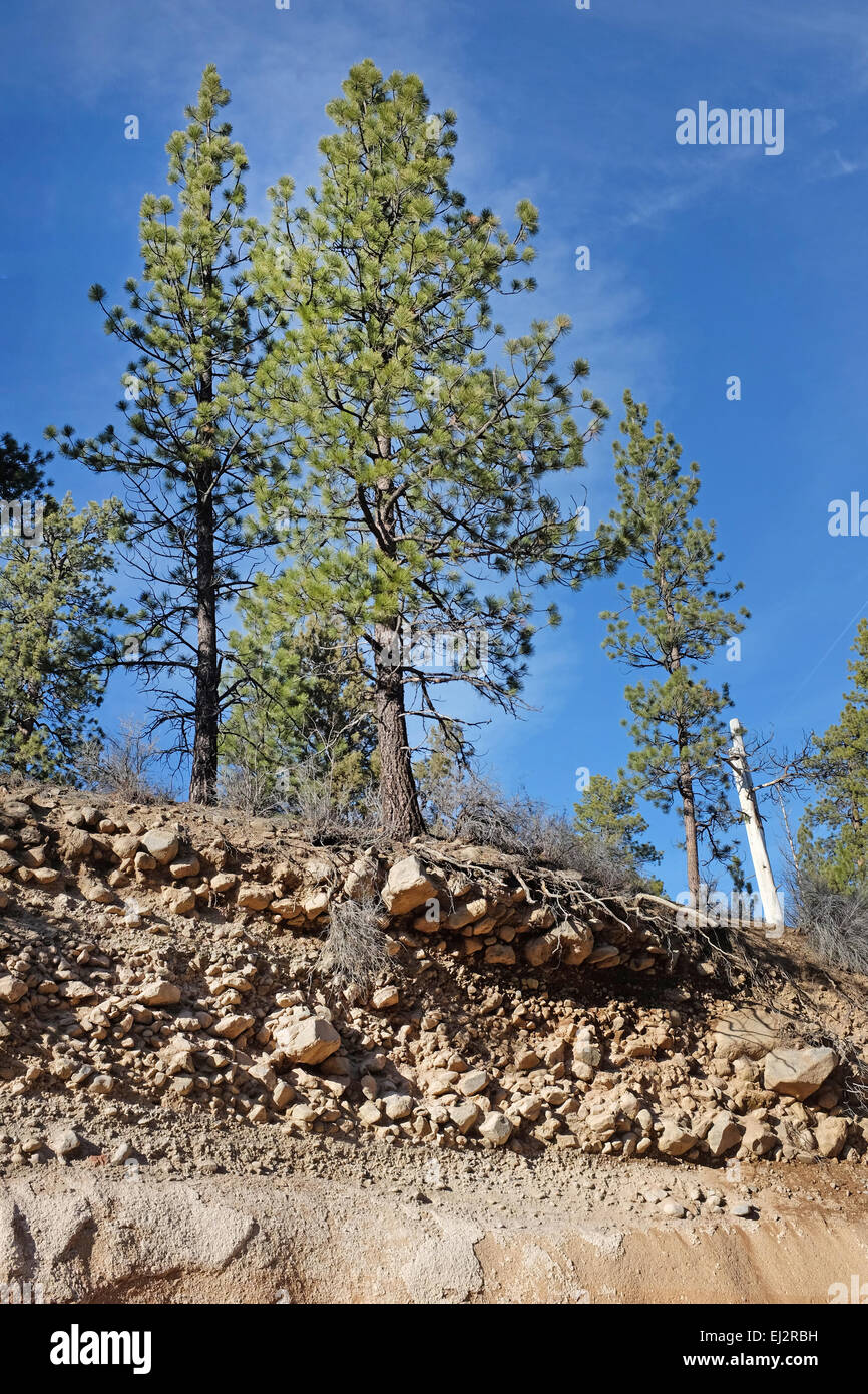 Ponderosa Pine radici crescere su una banca eroso. La formazione geologica è di ceneri vulcaniche e massi di lava nel centro di Oregon, prevista Foto Stock