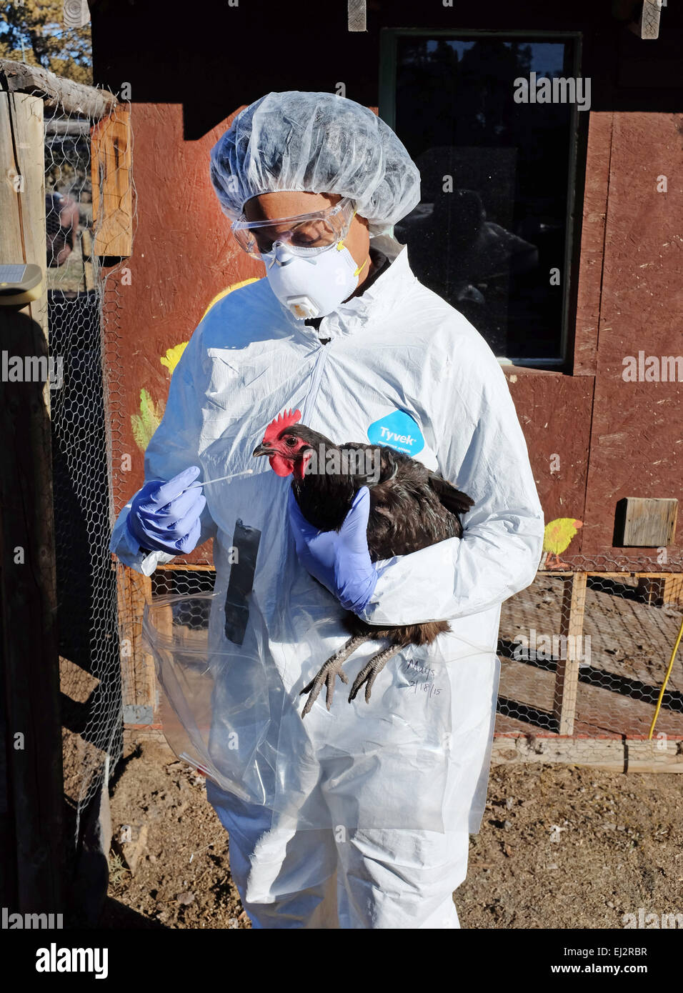 Vestito con una tuta di rischio biologico, un veterinario degli Stati Uniti del dipartimento dell'Agricoltura prende un campione di saliva di pollo a Foto Stock
