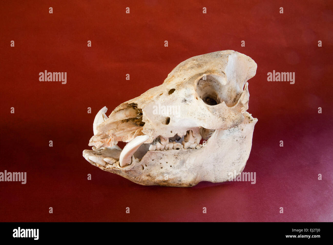 Il cranio di un animale selvatico o di suini selvatici, con quattro pollici di lunghezza zanne. Foto Stock Il cranio di un animale selvatico o di suini selvatici, con quattro pollici di lunghezza zanne. Foto Stock