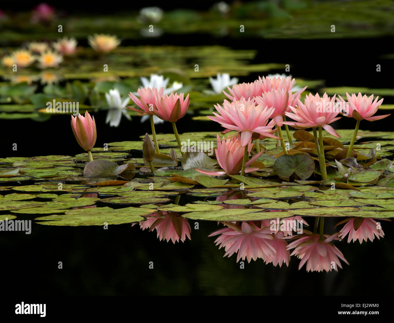 Water Lilies in fiore in stagno.con la riflessione. Oregon Foto Stock