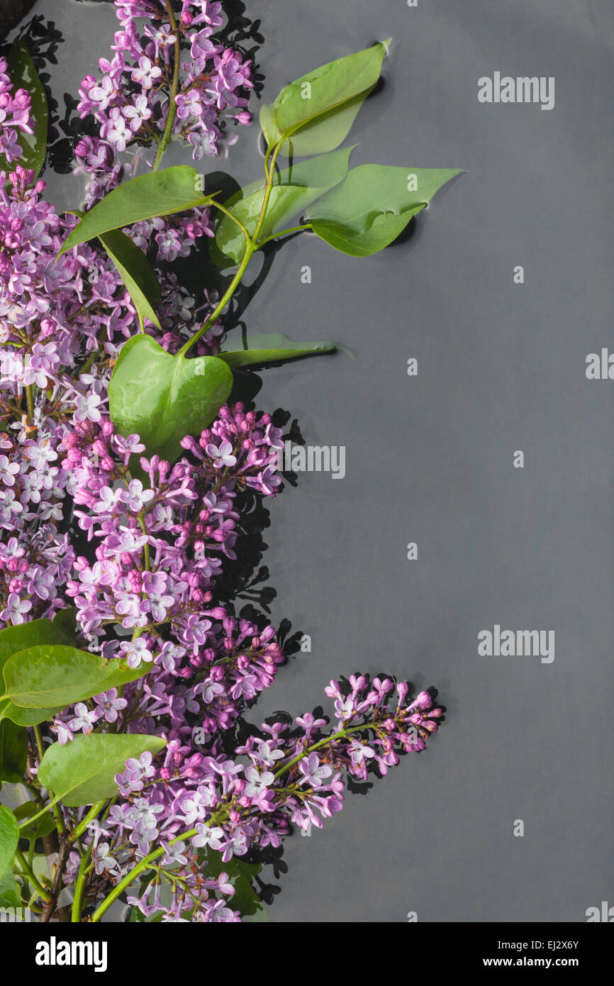 Le foglie e i fiori lilla con gocce di rugiada riflessa nell'acqua, con posto per il testo Foto Stock