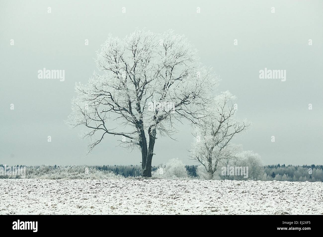 Albero solitario in un campo smerigliati frosty paesaggio invernale Foto Stock