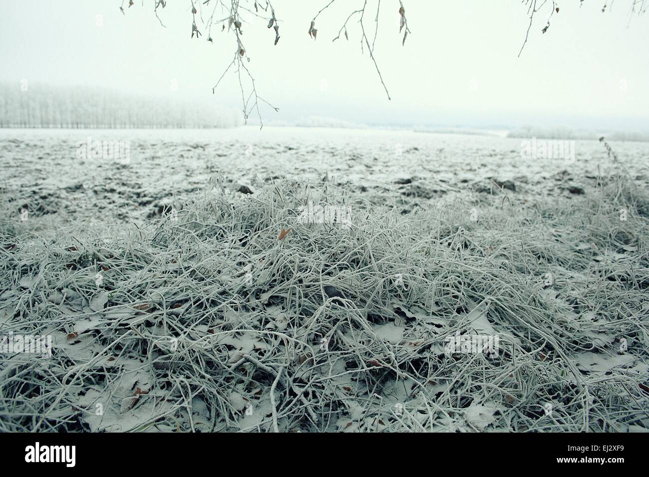 Congelati in erba e terra il gelo in inverno Foto Stock