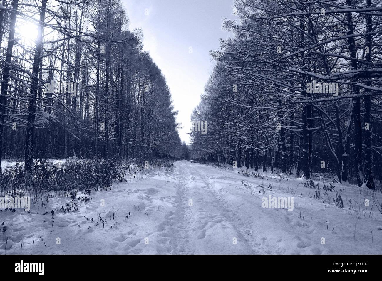 Inverno in strada innevato paesaggio forestale Foto Stock