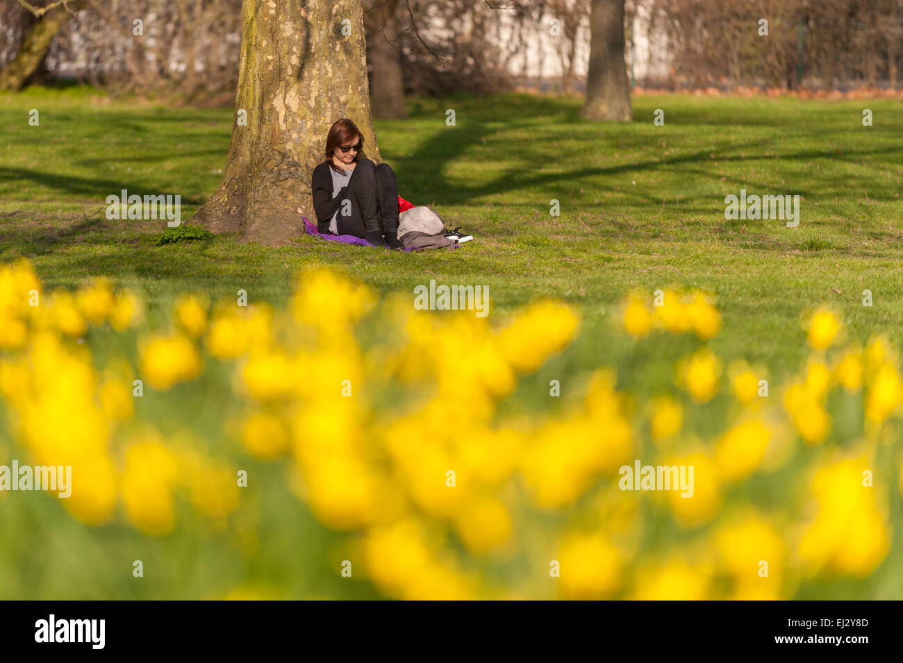 Londra, UK, 20 marzo 2015. Una ragazza controlla il suo telefono cellulare seduto di narcisi, come pomeriggio di sole in Regent's Park annuncia l'inizio della primavera. Credito: Stephen Chung/Alamy Live News Foto Stock