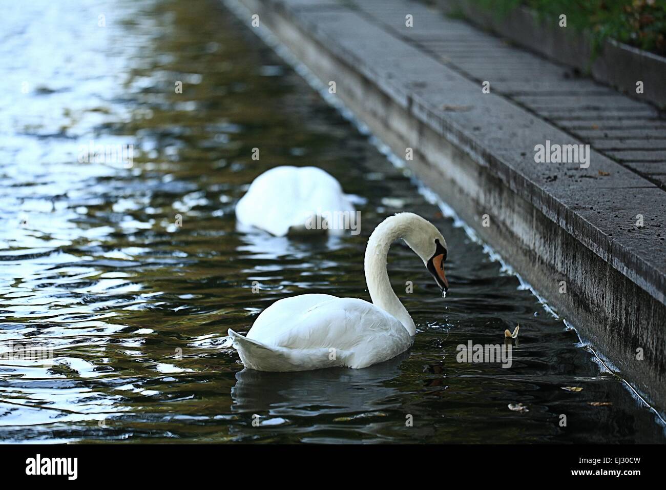 Cigni bianchi nel lago Foto Stock
